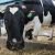 В Молочном союзе РФ предупредили о скачке цен на молоко