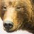 В Тюменской области дачникам угрожает медведь