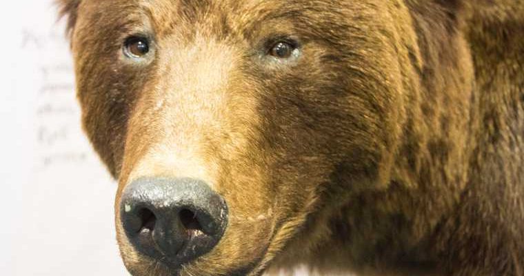 дикий зверь